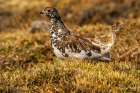 USA-Colorado-Mt Evans White-tailed ptarmigan bird changing plumage Art Print